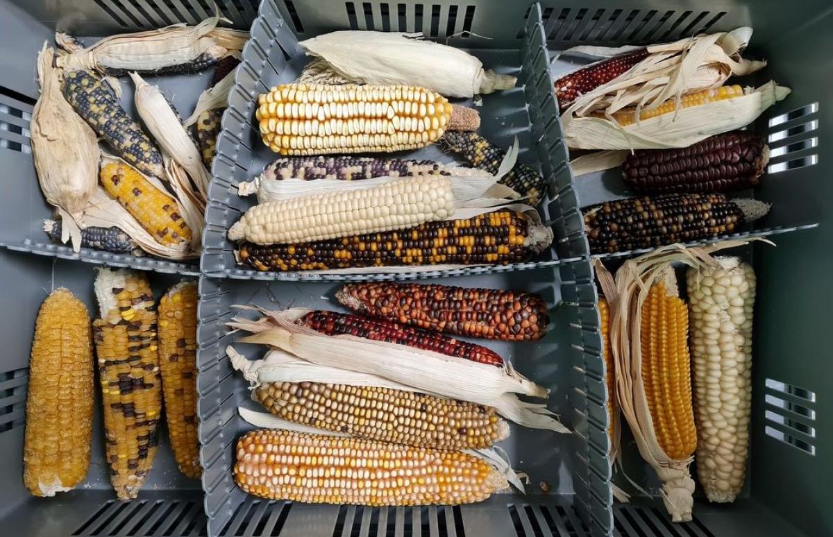 Different maize varieties conserved at the GAMéT BRC © C. Dangleant, CIRAD